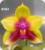 P. KS Happy Eagle x Princess Kaiulani